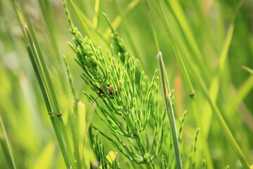 Fresh grassland close up with beetle bug and blurred background