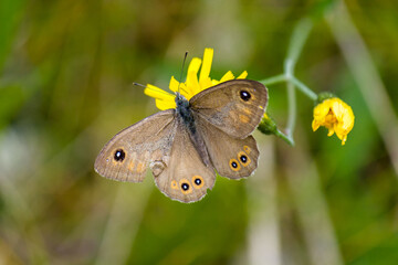 Obraz premium Large wall brown butterfly (Lasiommata maera) sitting on flower with green blurred background