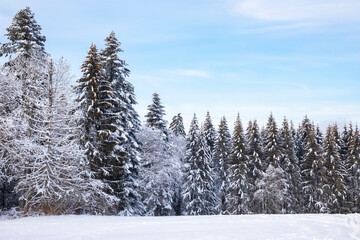 Winter view landscape of The trees are covered with snowflakes in frosty winter day, High mountains in Switzerland in the winter of Europe, travel and vacation.