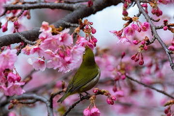Japanese White-eye With Cherry blossoms(Cerasus lannesiana Carriere, 1872) at Shibuya,Tokyo,Japan