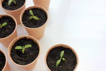 Cherry tomato plant seedling in brown organic pots on the white background. Growing vegetables indoors in the kitchen windowsill garden. Young sprouts in soil. Top view, copy space
