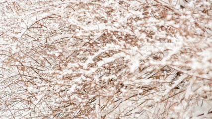 close up photo of bright white snow on trees and leaves. Brown and green bushes covered in snow in London, Canada