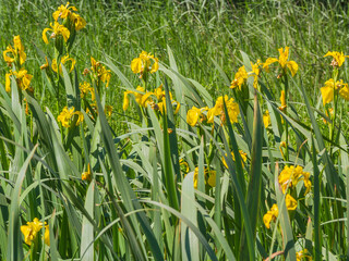 Flowers of yellow iris