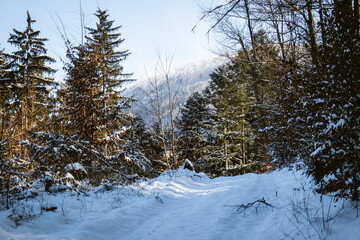 snow covered trees