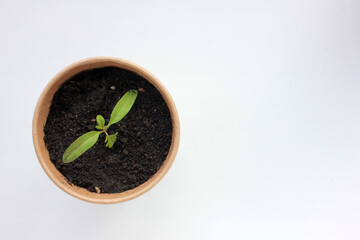 Cherry tomato plant seedling in brown organic pots on the white background. Growing vegetables indoors in the kitchen windowsill garden. Young sprouts in soil. Top view, copy space
