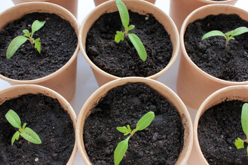 Cherry tomato plant seedling in brown organic pots on the white background. Growing vegetables indoors in the kitchen windowsill garden. Young sprouts in soil. Top view, copy space
