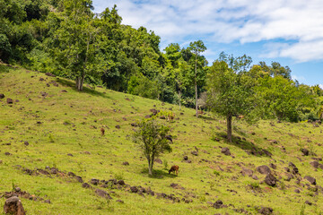 Fototapeta na wymiar Farm meadow and valley with forest around