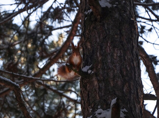 Obraz premium Cute squirrel on pine tree in winter forest