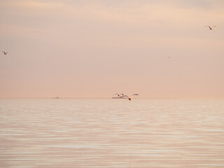 seagulls on the sea, midnight sun, Oulu, Finland