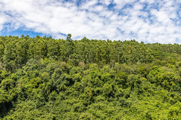 Obraz premium Forest and plants over mountain