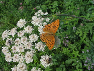 Butterfly Silver-washed Fritillary in Austria, Europe
