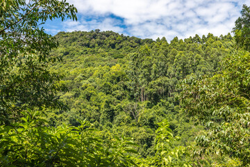 Forest and plants over mountain