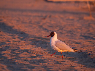 red billed gull over the sea in summer 