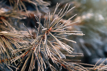 Conifer tree branch covered with hoarfrost outdoors on winter morning, closeup