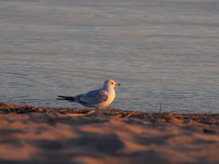red billed gull over the sea in summer 
