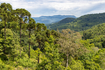 Forest and plants over mountain