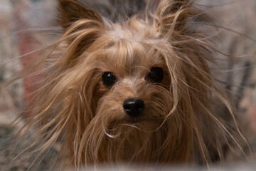 Naklejka premium Funny yorkshire terrier portrait close-up 