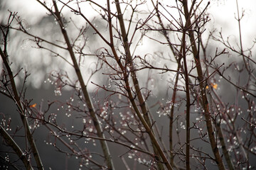 Beautiful raindrops on a tree branches in winter with a dreamy effect from light behind. Beige, brown and grey colors. Selective focus with bokeh background.