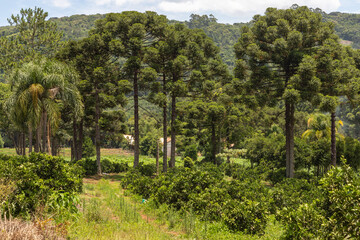 Fototapeta na wymiar Araucaria trees and farm field with forest around