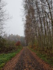 Polna droga, na którą spadły liście prowadząca obok drzew i krzewów. © Kamil
