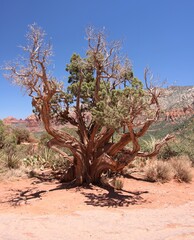 joshua tree in park