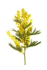 Mimose yellow spring flower brunch isolated on white background.