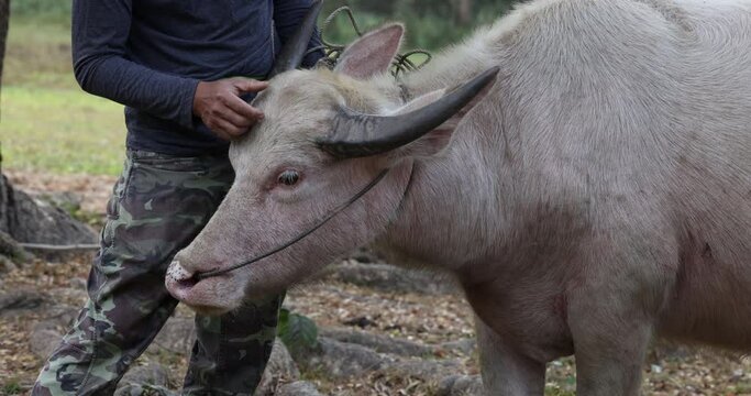 A docile albino water buffalo standing by a farmer.