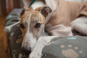 Close up portrait of the face of a brindle and white pet greyhound