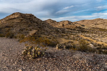 A prickly pear cactus and a shrub in the foreground with desert hills in the background, Rio Grande Valley, Big Bend National Park, Texas