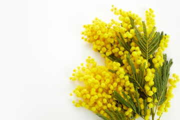 Mimose yellow spring flower brunch isolated on white background.