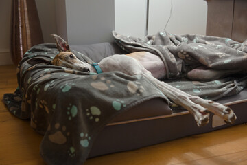 Large pet greyhound stretches with her ears pricked as she lies in bed