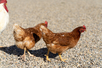 selectve focus of two brown barnyard chickens and a white cock in the yard