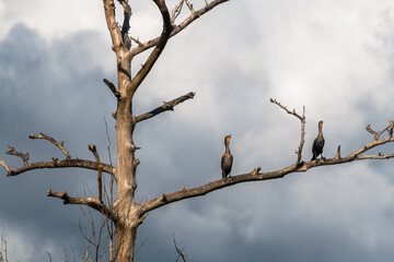 Two cormorants
