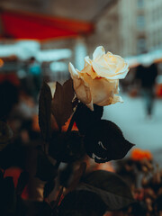 Weisse Rose auf dem Markt