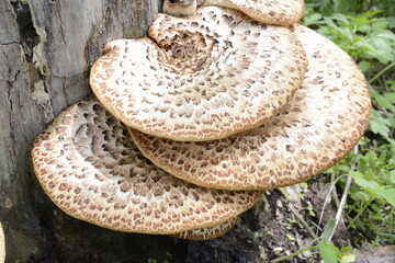 Pheasant back mushrooms on tree