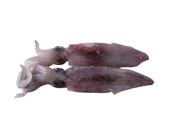 Obraz premium fresh squids on white background