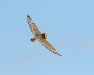 Short-eared Owl in Flight on Blue Sky in Winter