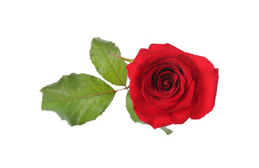 Fototapeta premium Beautiful red rose on white background. St. Valentine's day celebration