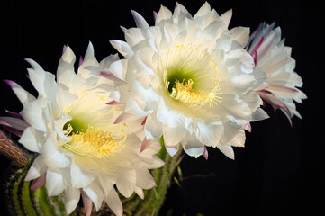 White petals cactus flower with black background