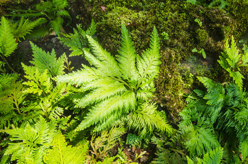 The pine forest is in a warm climate and is biodiverse.