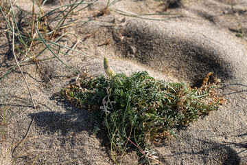 Plants growing on the dunes