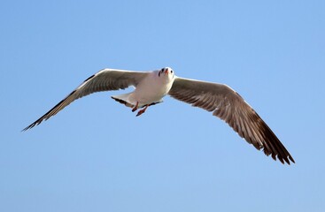 seagull in the sky