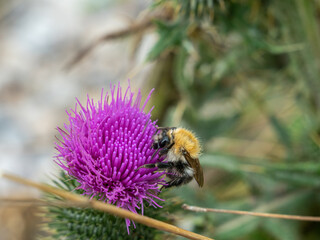 Distel mit Hummel