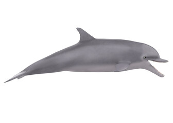 Dolphin Isolated