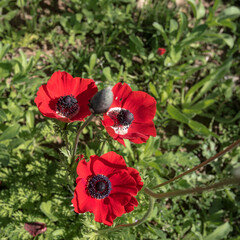 View of red Anemone flowers [Kalaniot in Hebrew] meadow near Eitan settlement, near the town of Kiryat-Gat, in Northern Negev region, Israel.