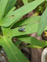 a green leaf infested with a small black fly