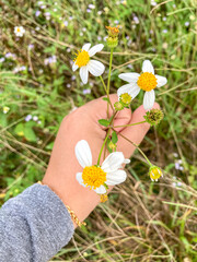 hand with daisy in the bright sunny day. 