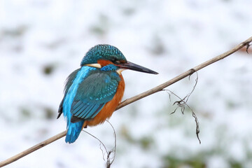 Eisvogel	
 