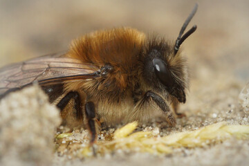 Closeup of a female early mining bee , Colletes cunicularius , on the ground .