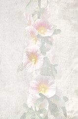 Pink hollyhock as soft background